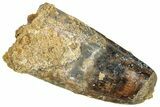 Fossil Spinosaurus Tooth - Real Dinosaur Tooth #294004-1